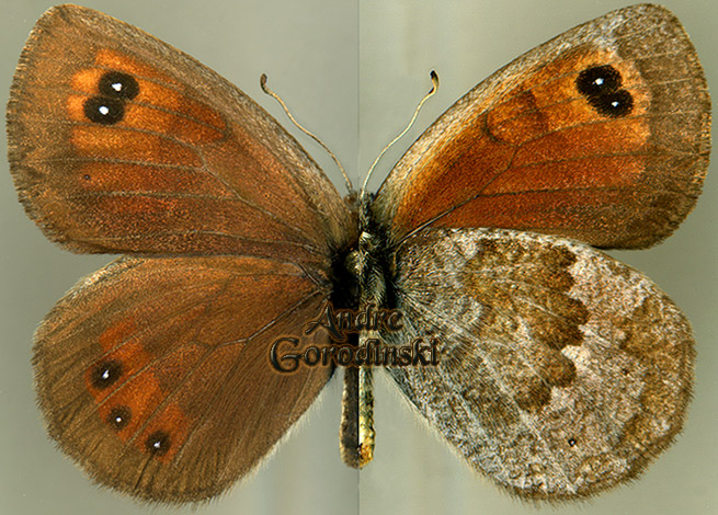 http://www.gorodinski.ru/satyridae/Erebia graucasica.jpg